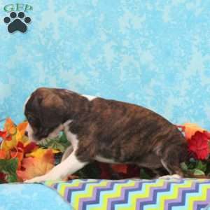 Mocha, Boston Terrier Mix Puppy
